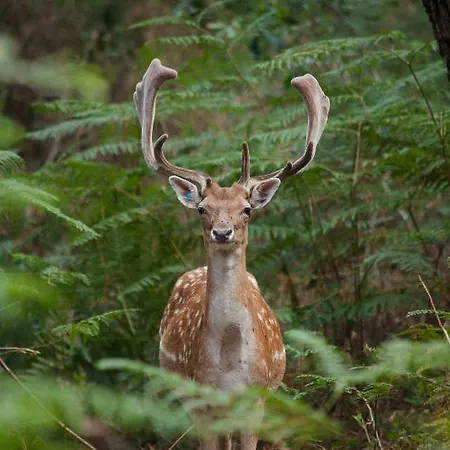 Center Parcs Le Bois Aux Daims 3*