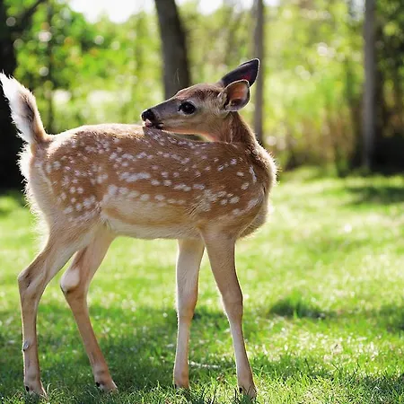 Center Parcs Le Bois Aux Daims Morton