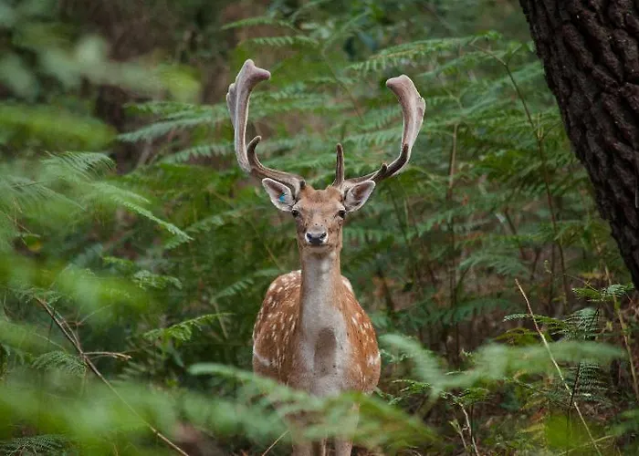 Center Parcs Le Bois Aux Daims 3*