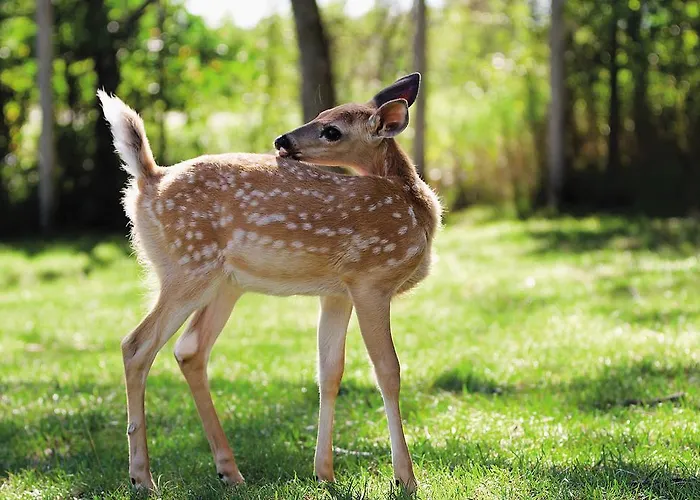 Center Parcs Le Bois Aux Daims Morton